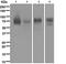 Adhesion G Protein-Coupled Receptor E5 antibody, ab108368, Abcam, Western Blot image 