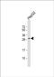 Chymotrypsin Like Elastase 1 antibody, PA5-48907, Invitrogen Antibodies, Western Blot image 