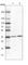 Ring Finger Protein 146 antibody, HPA027209, Atlas Antibodies, Western Blot image 