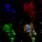 Receptor Accessory Protein 1 antibody, SMC-480D-A565, StressMarq, Immunofluorescence image 