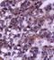 Angiotensin I Converting Enzyme antibody, orb10521, Biorbyt, Immunohistochemistry paraffin image 