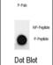 MAP2 antibody, abx032066, Abbexa, Dot Blot image 