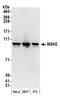 MutS Homolog 2 antibody, NB100-621, Novus Biologicals, Western Blot image 