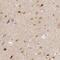 Gephyrin antibody, PA5-51827, Invitrogen Antibodies, Immunohistochemistry frozen image 