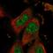 Rho Guanine Nucleotide Exchange Factor 40 antibody, PA5-56553, Invitrogen Antibodies, Immunofluorescence image 