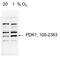 Pyruvate Dehydrogenase Kinase 1 antibody, NB100-2383, Novus Biologicals, Western Blot image 