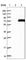 Carnitine O-Octanoyltransferase antibody, HPA019364, Atlas Antibodies, Western Blot image 