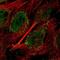 Ubiquitin C-Terminal Hydrolase L5 antibody, NBP2-57955, Novus Biologicals, Immunofluorescence image 