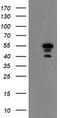 Meis Homeobox 3 antibody, TA800243S, Origene, Western Blot image 