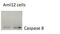 Caspase 8 antibody, NBP1-05123, Novus Biologicals, Western Blot image 
