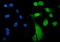 Minichromosome Maintenance Complex Component 7 antibody, PA1792, Boster Biological Technology, Immunofluorescence image 