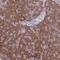 Cementum Protein 1 antibody, NBP2-31682, Novus Biologicals, Immunohistochemistry frozen image 