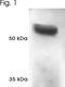 Proteasome 26S Subunit, ATPase 1 antibody, PA1-965, Invitrogen Antibodies, Western Blot image 