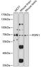 3-Phosphoinositide Dependent Protein Kinase 1 antibody, 16-696, ProSci, Western Blot image 