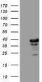 Transaldolase 1 antibody, TA809856, Origene, Western Blot image 