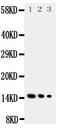 Interleukin 3 antibody, PA1748, Boster Biological Technology, Western Blot image 