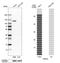 Phosphodiesterase 3A antibody, HPA014492, Atlas Antibodies, Western Blot image 