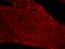Protein Phosphatase 1 Catalytic Subunit Gamma antibody, orb6773, Biorbyt, Immunofluorescence image 