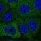 Poly(A) Binding Protein Cytoplasmic 1 Like antibody, NBP2-55978, Novus Biologicals, Immunofluorescence image 