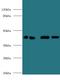 ERGIC And Golgi 3 antibody, LS-C318340, Lifespan Biosciences, Western Blot image 