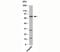 TGF-Beta Activated Kinase 1 (MAP3K7) Binding Protein 3 antibody, 33-061, ProSci, Western Blot image 