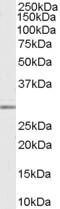 Tafazzin antibody, 46-466, ProSci, Western Blot image 