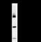 Bromodomain Containing 3 antibody, LS-C342388, Lifespan Biosciences, Immunoprecipitation image 