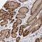 Kynurenine Aminotransferase 3 antibody, NBP1-87387, Novus Biologicals, Immunohistochemistry frozen image 