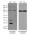 Heat Shock Protein Family B (Small) Member 1 antibody, LS-C796595, Lifespan Biosciences, Western Blot image 