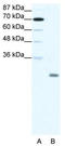 DNA-binding protein inhibitor ID-4 antibody, TA335201, Origene, Western Blot image 