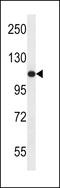 USO1 Vesicle Transport Factor antibody, LS-C160464, Lifespan Biosciences, Western Blot image 