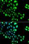 Small Ubiquitin Like Modifier 4 antibody, LS-C349207, Lifespan Biosciences, Immunofluorescence image 
