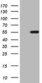 Zinc finger protein ZIC 3 antibody, LS-C794270, Lifespan Biosciences, Western Blot image 