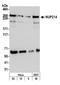 NUP214 antibody, A300-716A, Bethyl Labs, Western Blot image 