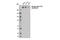 RNA Polymerase II Subunit A antibody, 13546S, Cell Signaling Technology, Western Blot image 