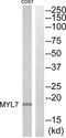 Myosin Light Chain 7 antibody, abx015111, Abbexa, Western Blot image 