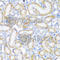 Guided Entry Of Tail-Anchored Proteins Factor 1 antibody, A7000, ABclonal Technology, Immunohistochemistry paraffin image 