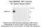 Glutamate Ionotropic Receptor NMDA Type Subunit Associated Protein 1 antibody, NB300-114, Novus Biologicals, Western Blot image 