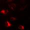 Peroxiredoxin 2 antibody, orb381982, Biorbyt, Immunocytochemistry image 