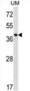 Speckle Type BTB/POZ Protein Like antibody, AP54029PU-N, Origene, Western Blot image 