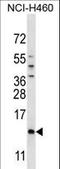 Sperm mitochondrial-associated cysteine-rich protein antibody, LS-C161313, Lifespan Biosciences, Western Blot image 