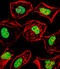 Heart And Neural Crest Derivatives Expressed 2 antibody, LS-C166783, Lifespan Biosciences, Immunofluorescence image 