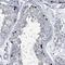 Hephaestin Like 1 antibody, HPA031517, Atlas Antibodies, Immunohistochemistry frozen image 