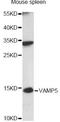 Vesicle Associated Membrane Protein 5 antibody, LS-C749373, Lifespan Biosciences, Western Blot image 