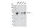 N6-adenosine-methyltransferase 70 kDa subunit antibody, 86132S, Cell Signaling Technology, Western Blot image 