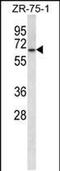 Glycerol-3-phosphate dehydrogenase, mitochondrial antibody, PA5-48386, Invitrogen Antibodies, Western Blot image 