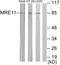 MRE11 Homolog, Double Strand Break Repair Nuclease antibody, LS-C199274, Lifespan Biosciences, Western Blot image 