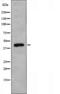 RAD51 Paralog B antibody, orb226162, Biorbyt, Western Blot image 