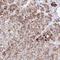 Ankyrin Repeat Domain 9 antibody, HPA055985, Atlas Antibodies, Immunohistochemistry frozen image 