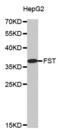 Follistatin antibody, abx002143, Abbexa, Western Blot image 